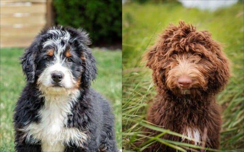 Bernedoodle Vs Labradoodle