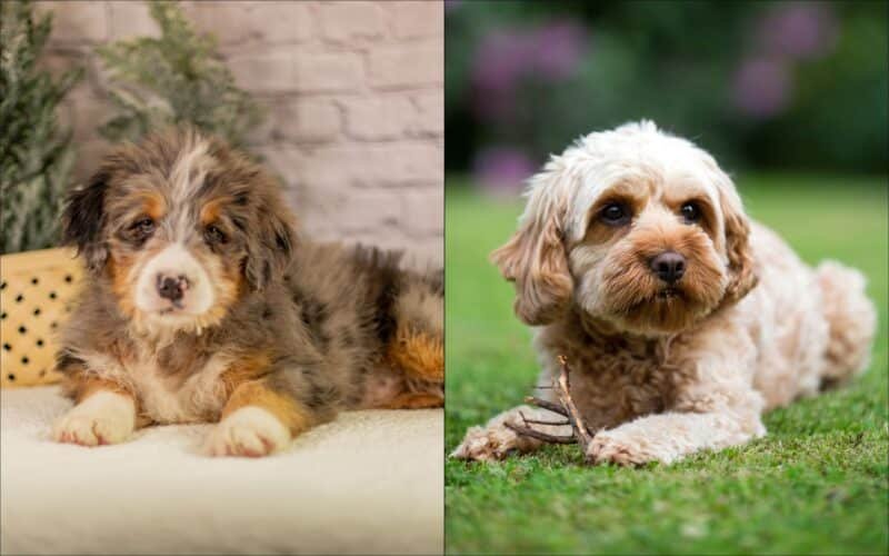 Bernedoodle Vs Goldendoodle