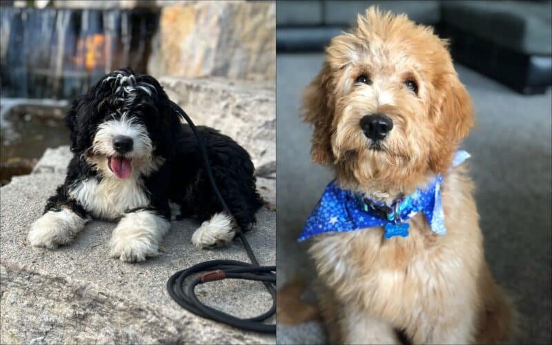 Hoosier Canines Doodles