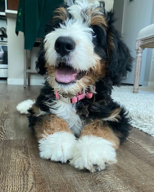 Happy Bernedoodle With Fluffy Coat