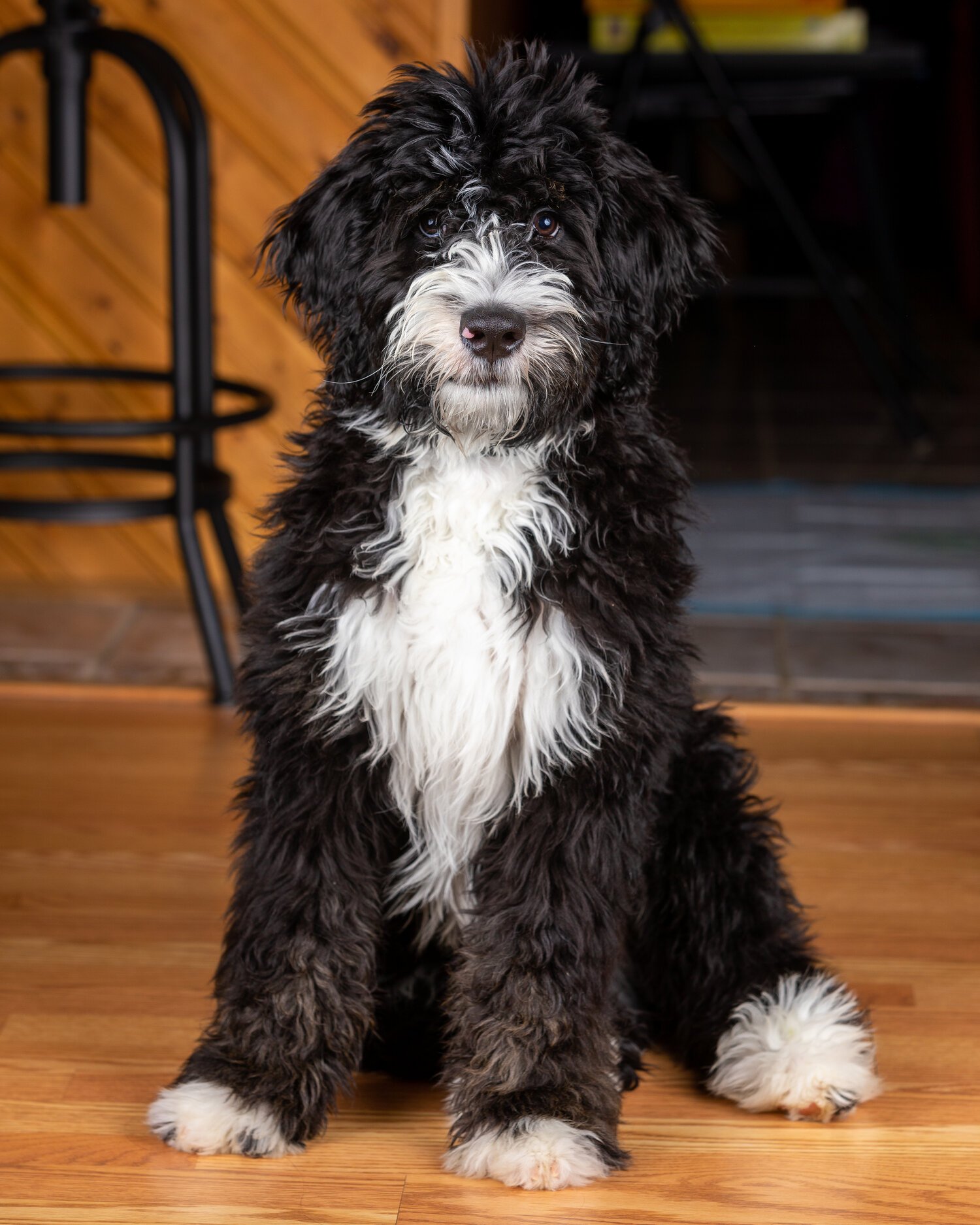 Adopted Pups 43 Hoosier Canines Adopted Doodle Photo 43