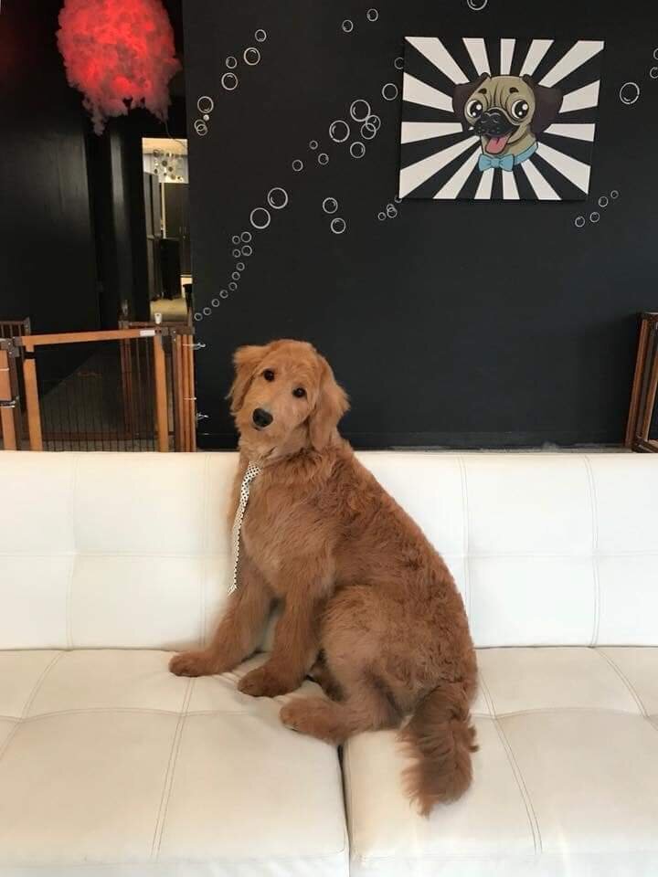 Adopted Pups 30 Hoosier Canines Adopted Doodle Photo 30