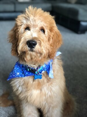 Adopted Pups 10 Hoosier Canines Adopted Doodle Photo 10