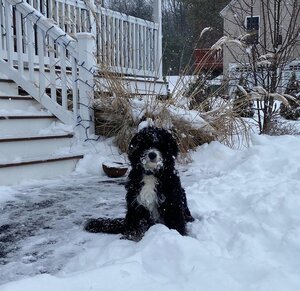Adopted Pups 39 Hoosier Canines Adopted Doodle Photo 39