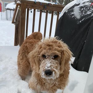 Adopted Pups 38 Hoosier Canines Adopted Doodle Photo 38