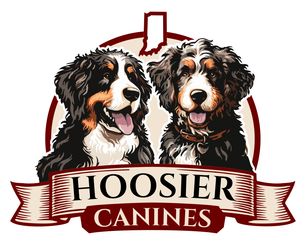 Hoosier Canines Logo Of A Bernese Mountain Dog And A Bernedoodle.