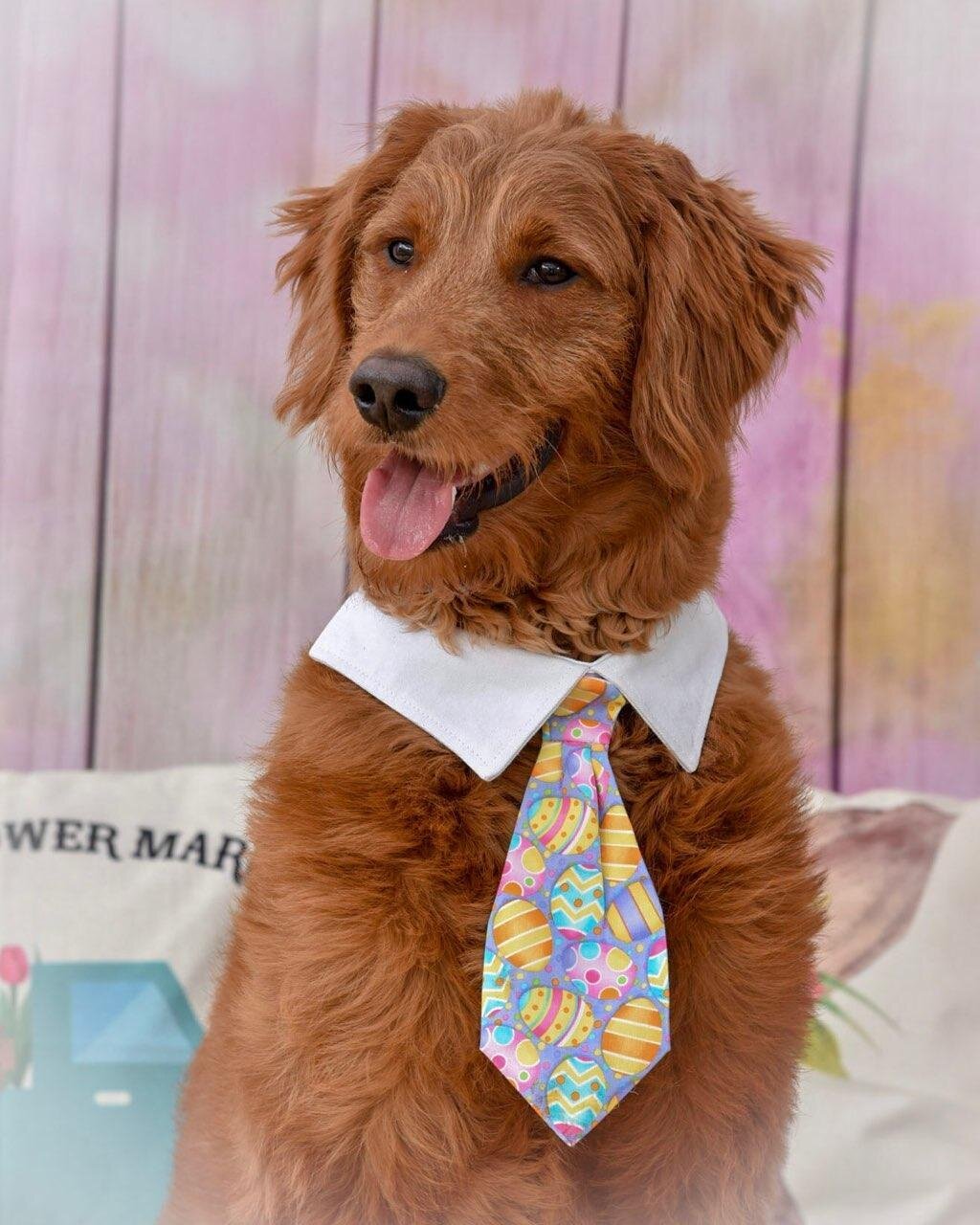 Adopted Pups 32 Hoosier Canines Adopted Doodle Photo 32