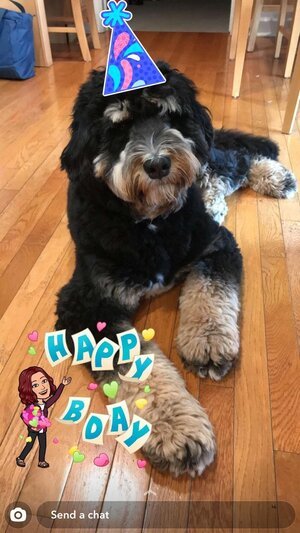 Adopted Pups 47 Hoosier Canines Adopted Doodle Photo 47