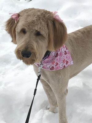 Adopted Pups 44 Hoosier Canines Adopted Doodle Photo 44