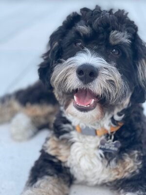 Adopted Pups 17 Hoosier Canines Adopted Doodle Photo 17