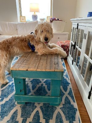 Adopted Pups 48 Hoosier Canines Adopted Doodle Photo 48