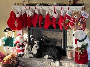 Adopted Pups 5 Hoosier Canines Adopted Doodle Photo 5