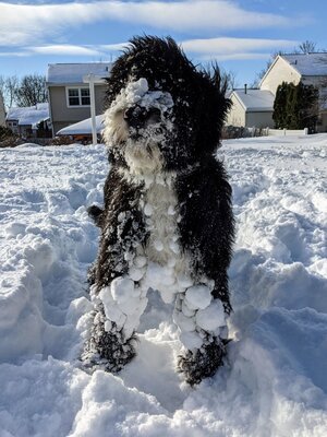 Adopted Pups 42 Hoosier Canines Adopted Doodle Photo 42