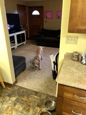 Adopted Pups 11 Hoosier Canines Adopted Doodle Photo 11