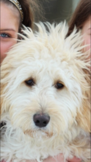 Adopted Pups 14 Hoosier Canines Adopted Doodle Photo 14