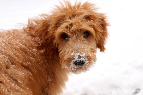 Adopted Pups 12 Hoosier Canines Adopted Doodle Photo 12