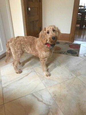 Adopted Pups 18 Hoosier Canines Adopted Doodle Photo 18