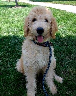Adopted Pups 6 Hoosier Canines Adopted Doodle Photo 6