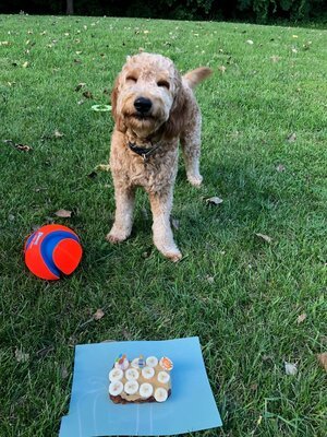 Adopted Pups 16 Hoosier Canines Adopted Doodle Photo 16