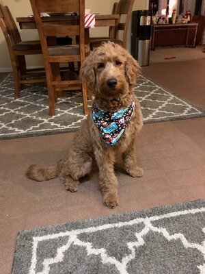 Adopted Pups 13 Hoosier Canines Adopted Doodle Photo 13