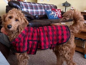 Adopted Pups 19 Hoosier Canines Adopted Doodle Photo 19