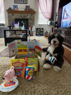 Adopted Pups 37 Hoosier Canines Adopted Doodle Photo 37