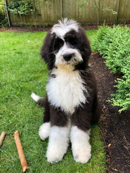 Adopted Pups 33 Hoosier Canines Adopted Doodle Photo 33