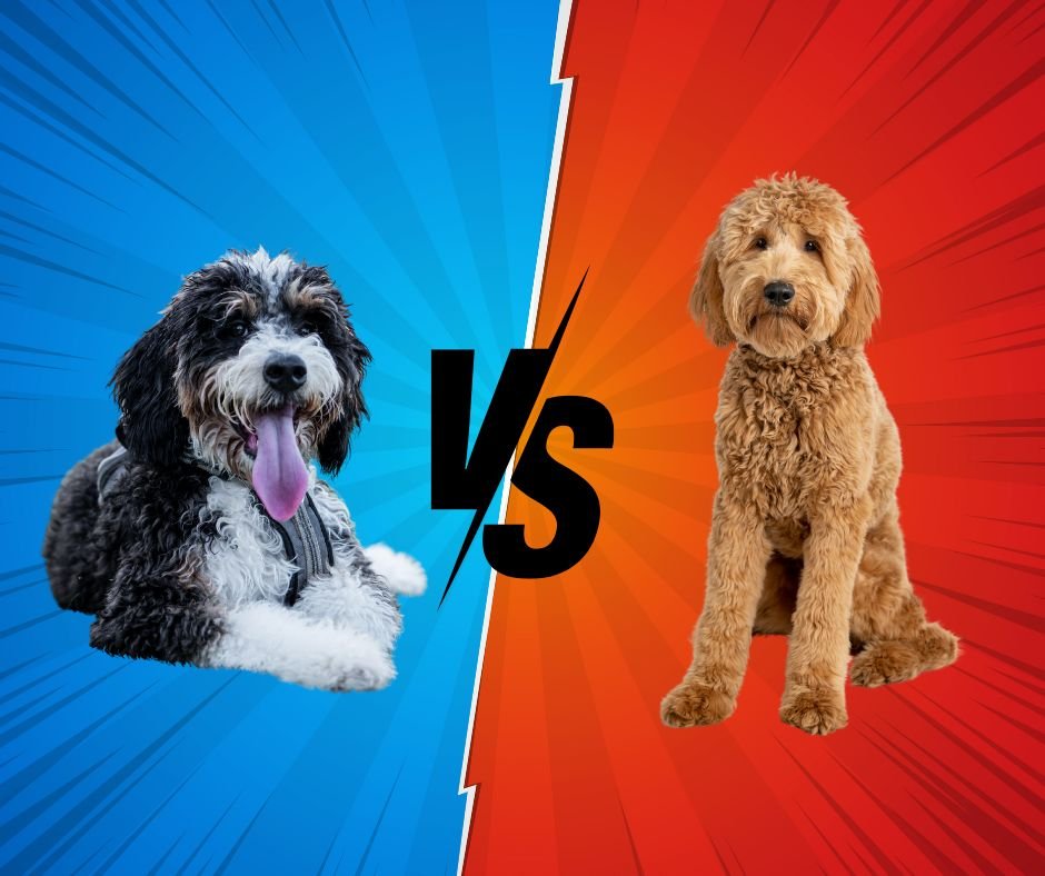 Bernedoodle vs Goldendoodle is a classic debate among the popular breeds and Hoosier Canines goes in depth in this blog.