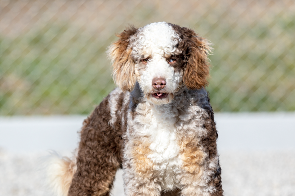 Multi-Gen-Bernedoodle-Dad-Named-Mr-Cocoa