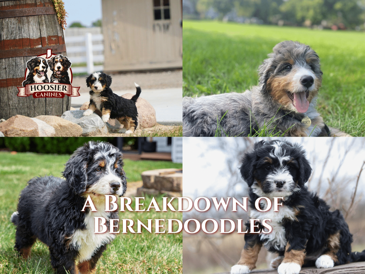 A Breakdown of Bernedoodles