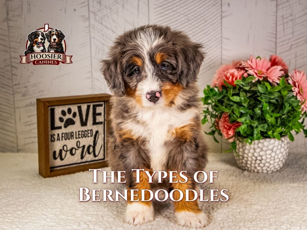 Bernedoodles In A Kaleidoscope Of Coat Colors Standing Together, Each Showcasing The Breed'S Vibrant Personality And Unique Look.