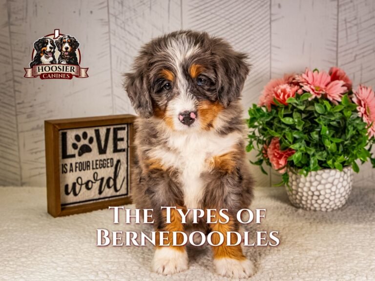 Bernedoodles in a kaleidoscope of coat colors standing together, each showcasing the breed's vibrant personality and unique look.