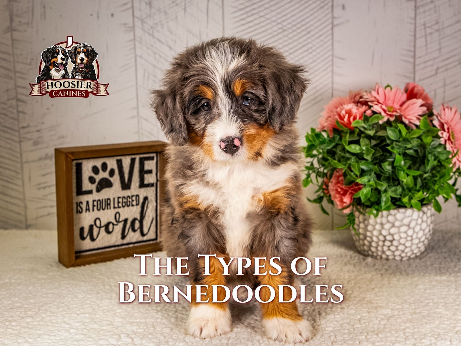 Bernedoodles in a kaleidoscope of coat colors standing together, each showcasing the breed's vibrant personality and unique look.