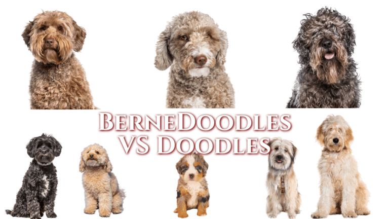 Copy Of Hoosier Canines Blog Do F1 Bernedoodles Shed 1
