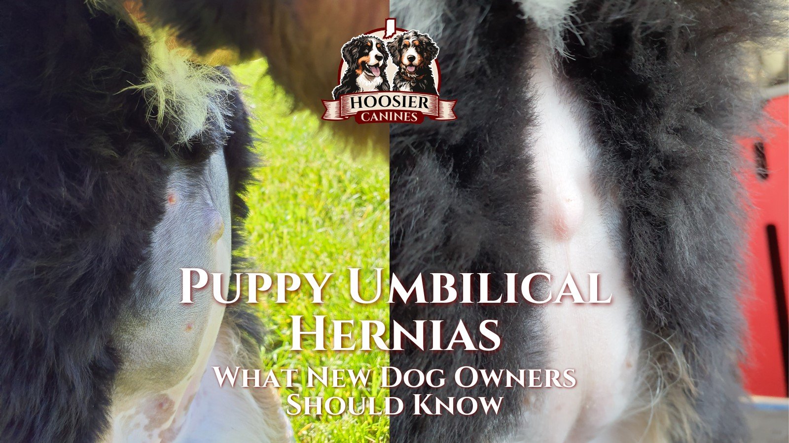 Puppy Umbilical Hernias And A Simple Guide For New Puppy Parents.