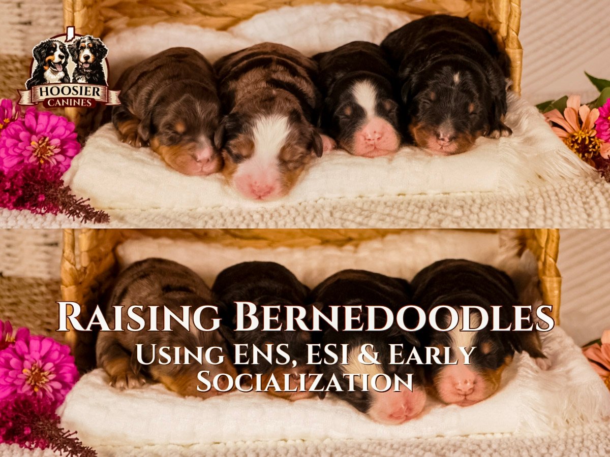 Hoosier Canines Ens, Esi And Early Socialization To Develop Bernedoodle Puppies Prior To Going To Their Forever Home.