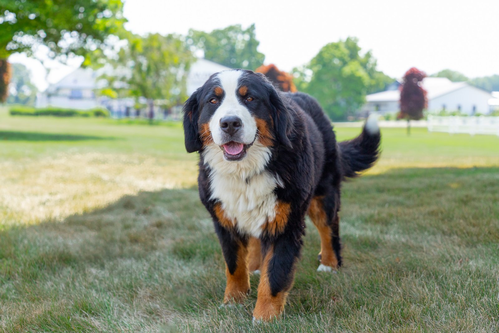 Marcy Female Bernese Mountain Dog 2