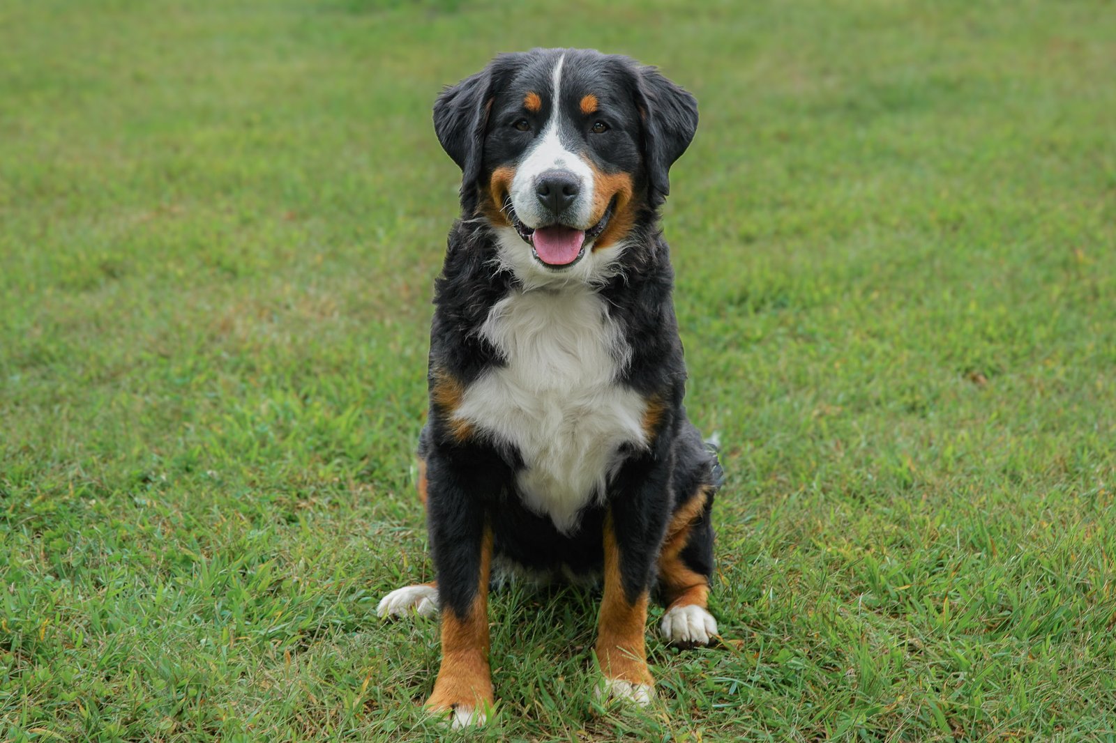 Ann, A Female Bernese Mountain Dog At Hoosier Canines.