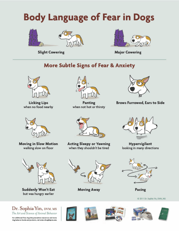 Body Languange Of Fear In Dogs