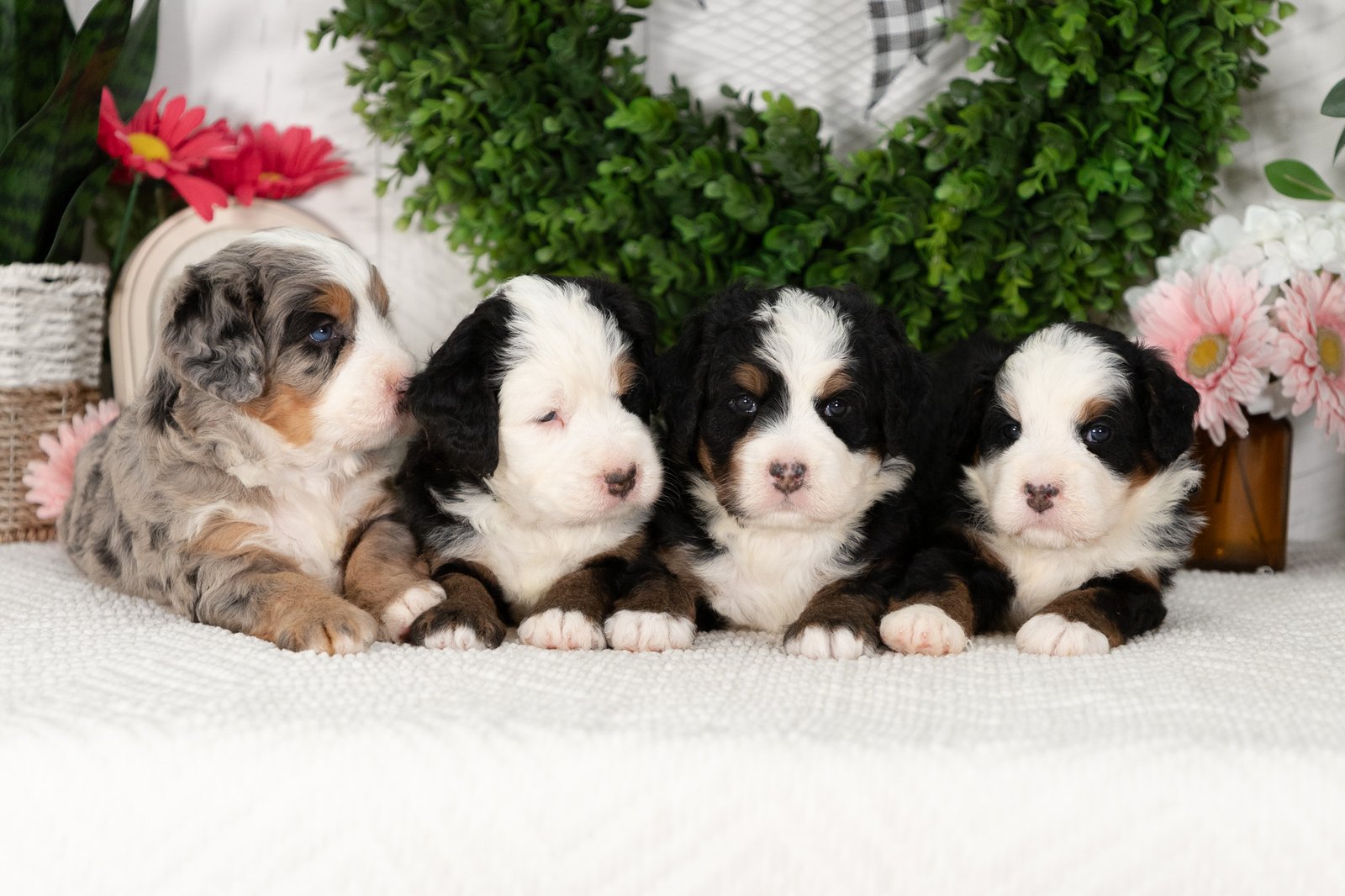 Females Ultra Bernedoodles Marcy And Mr.cocoa 4 2