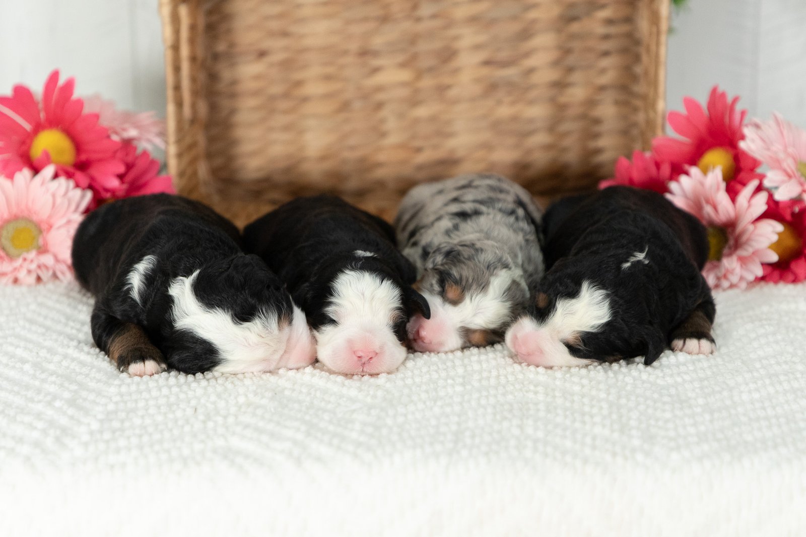 Female Ultra Bernedoodles from Marcy and Mr. Cocoa