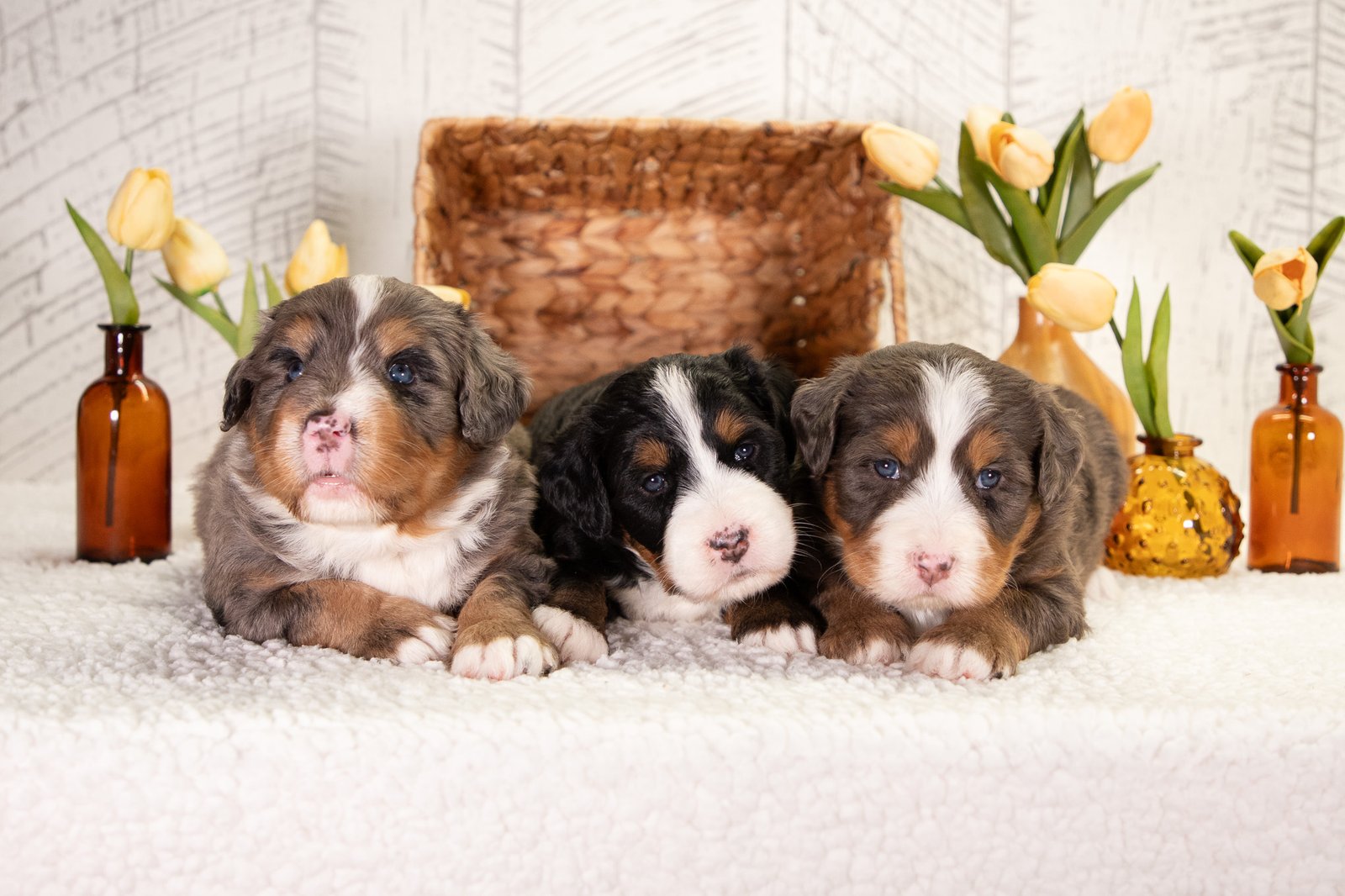 Male Ultra Bernedoodles Violet And Teddy 2 2 3