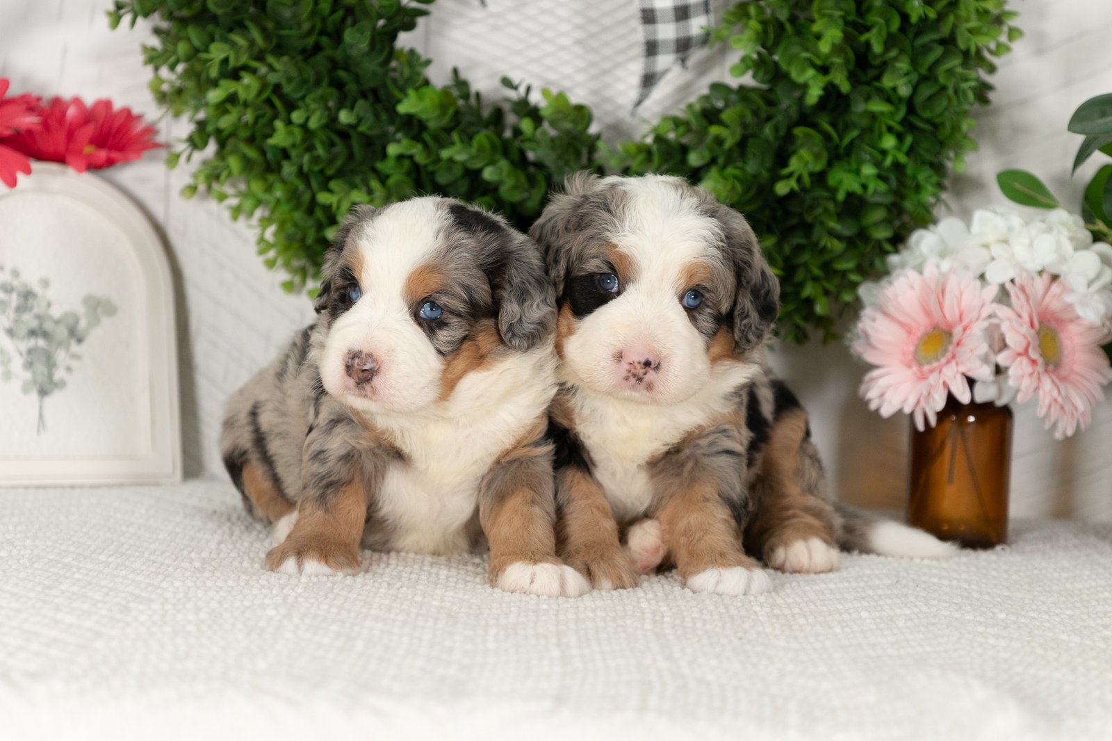 Males Ultra Bernedoodles Marcy And Mr.cocoa 2 2
