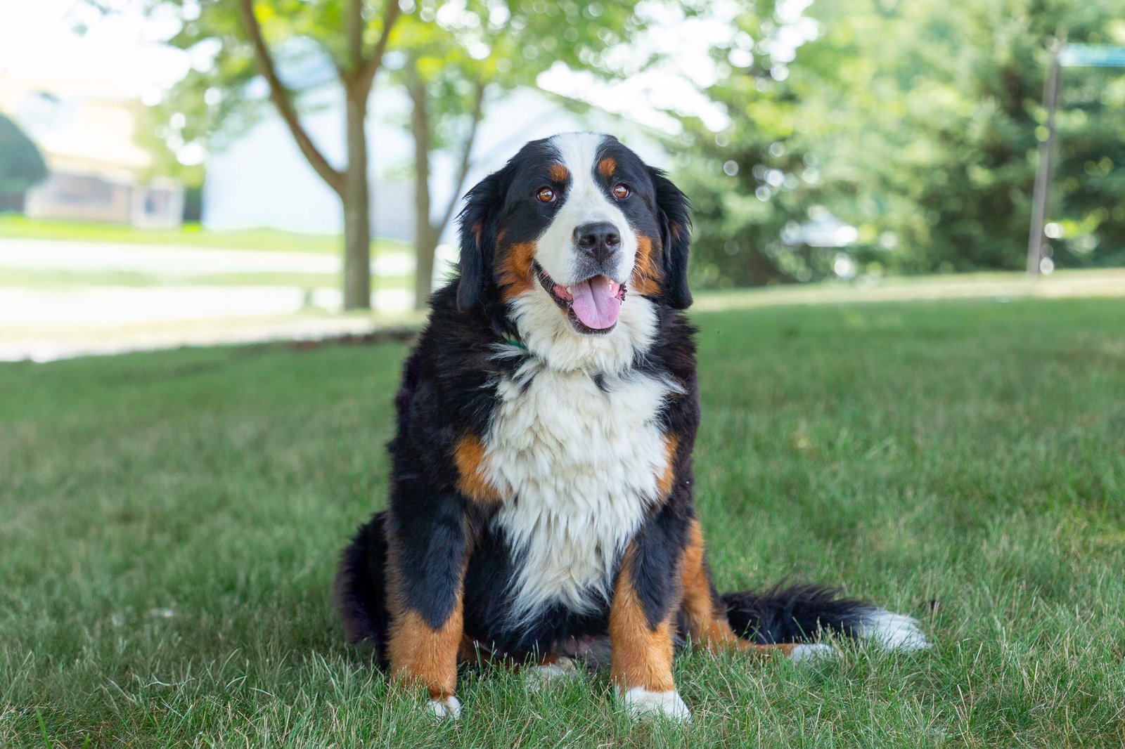 Bernese Mountain Dog - Marcy (2)