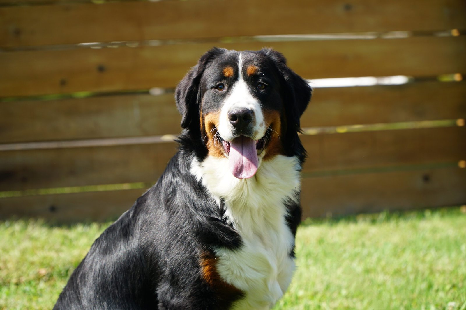 Sasha Bernese Mountain Dog Profile Scaled