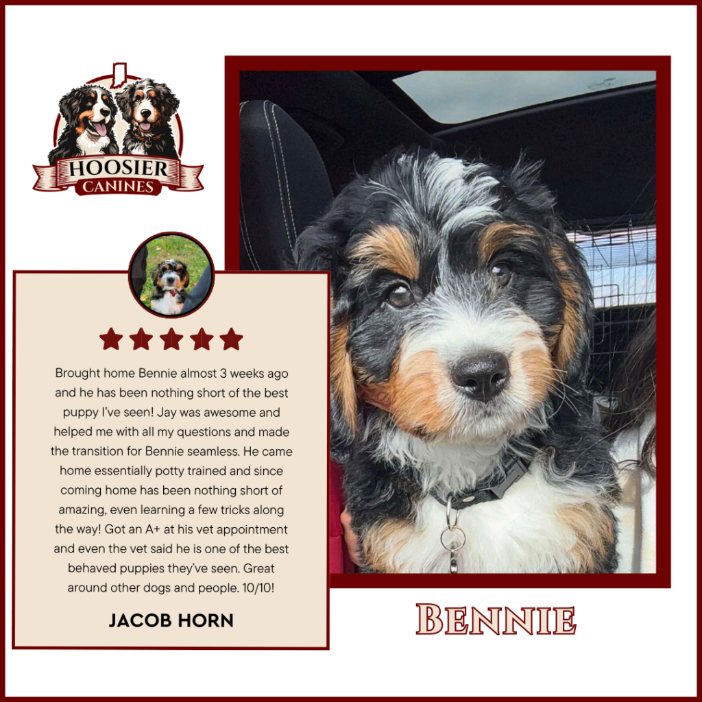 Bennie Hoosier Canines
