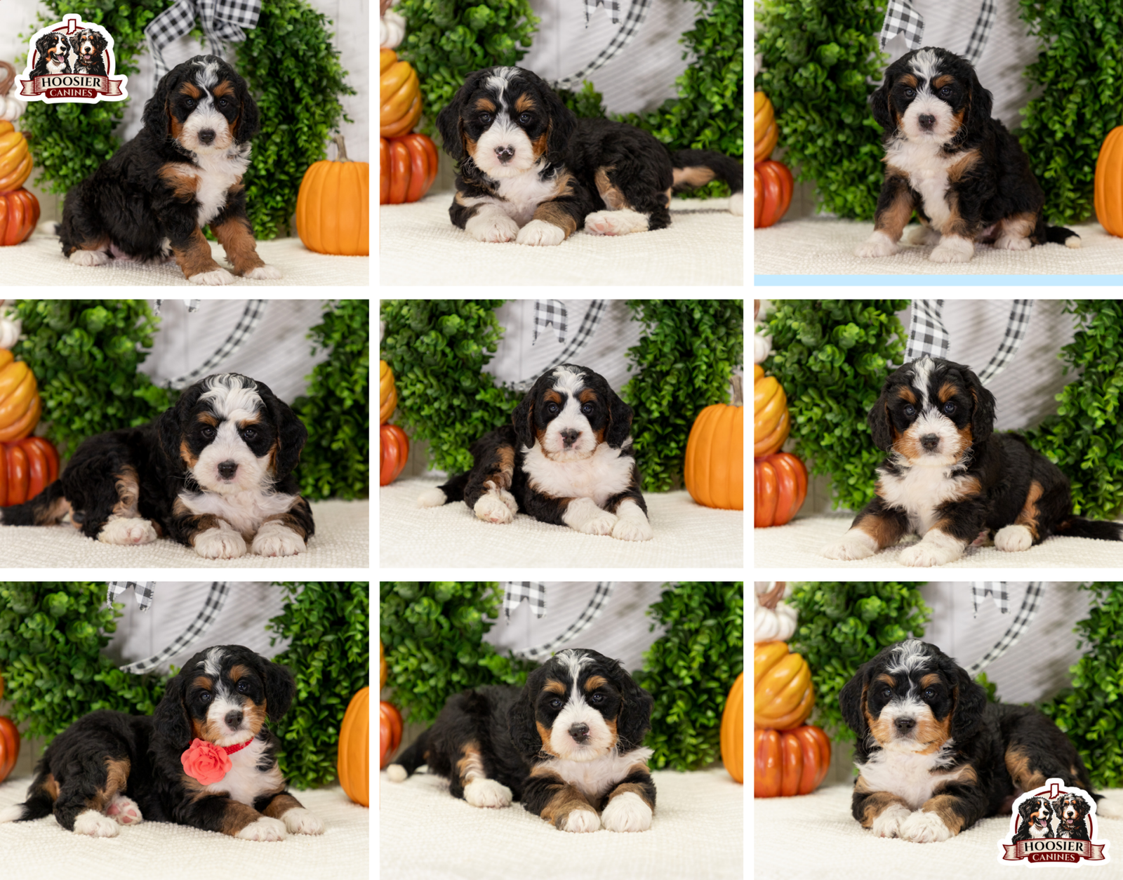 Cute Puppies With Autumn Decorations.