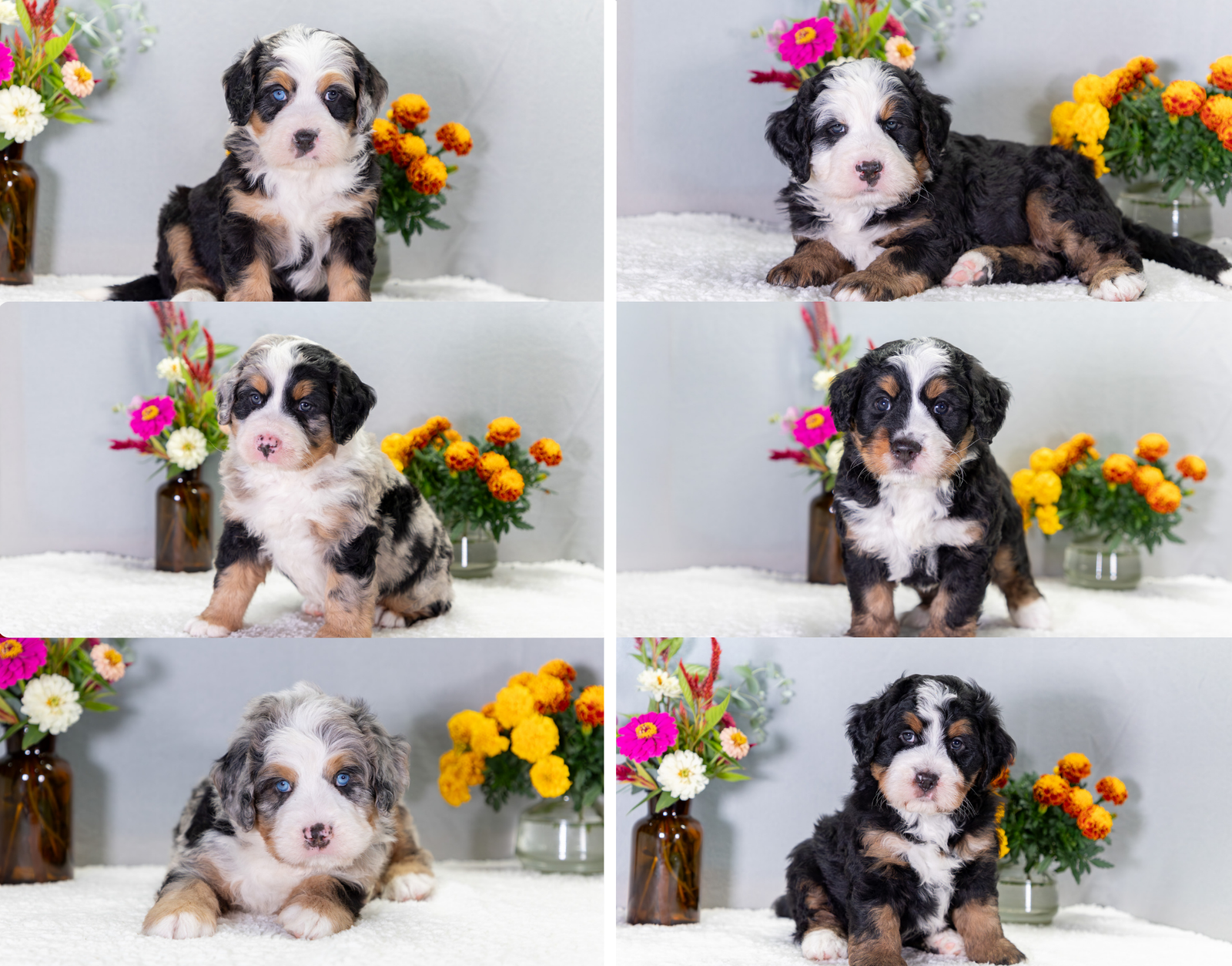 Personality Traits Of Bernedoodles