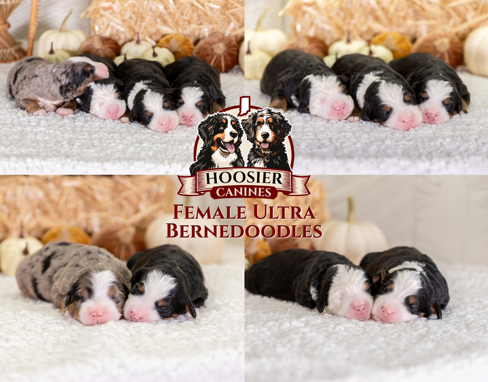 Lexi And Mr Cocoas Female Litter