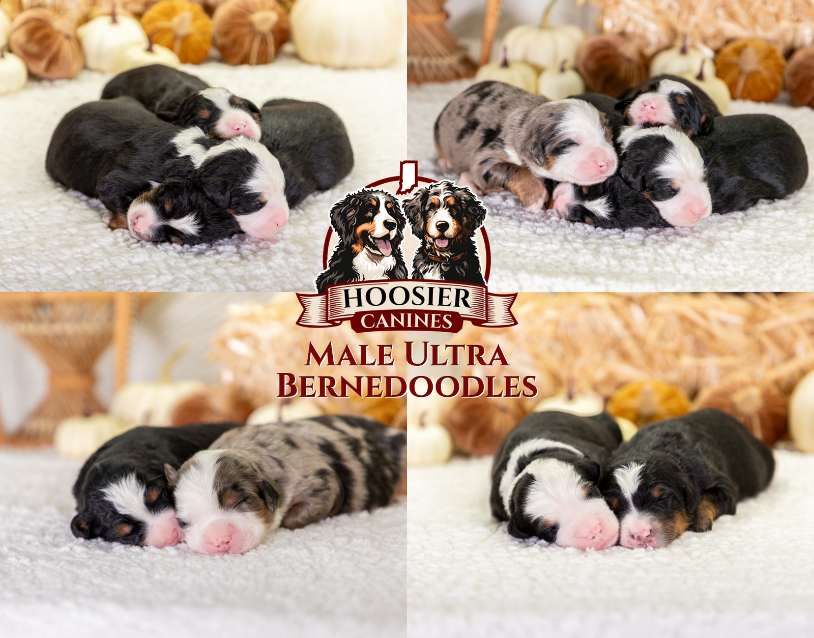 Lexi And Mr Cocoas Male Litter